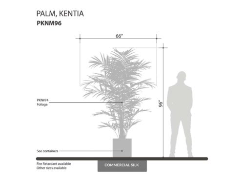 Kentia Palm Tree ID# PKNM96