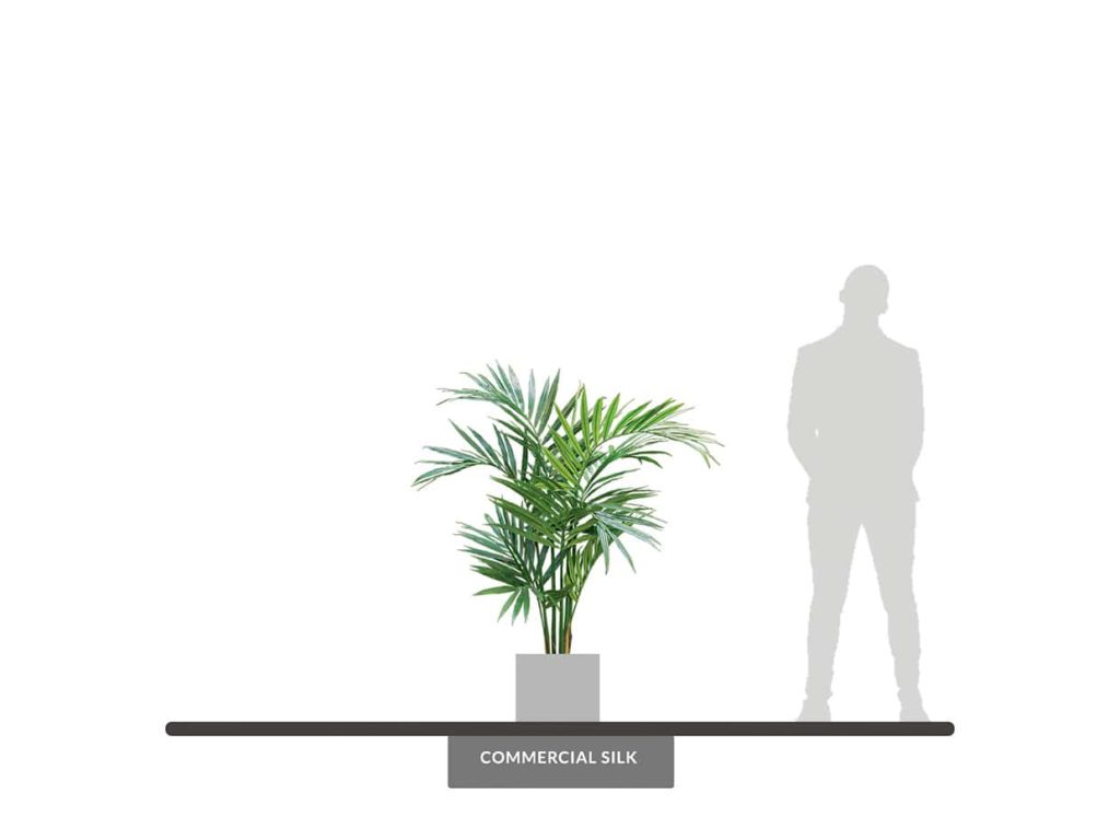 Kentia Palm Tree, 5' ID# PKNM48