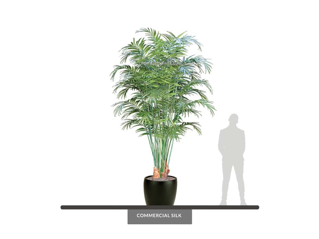 Kentia Palm Tree, 12' ID# PKNCX2