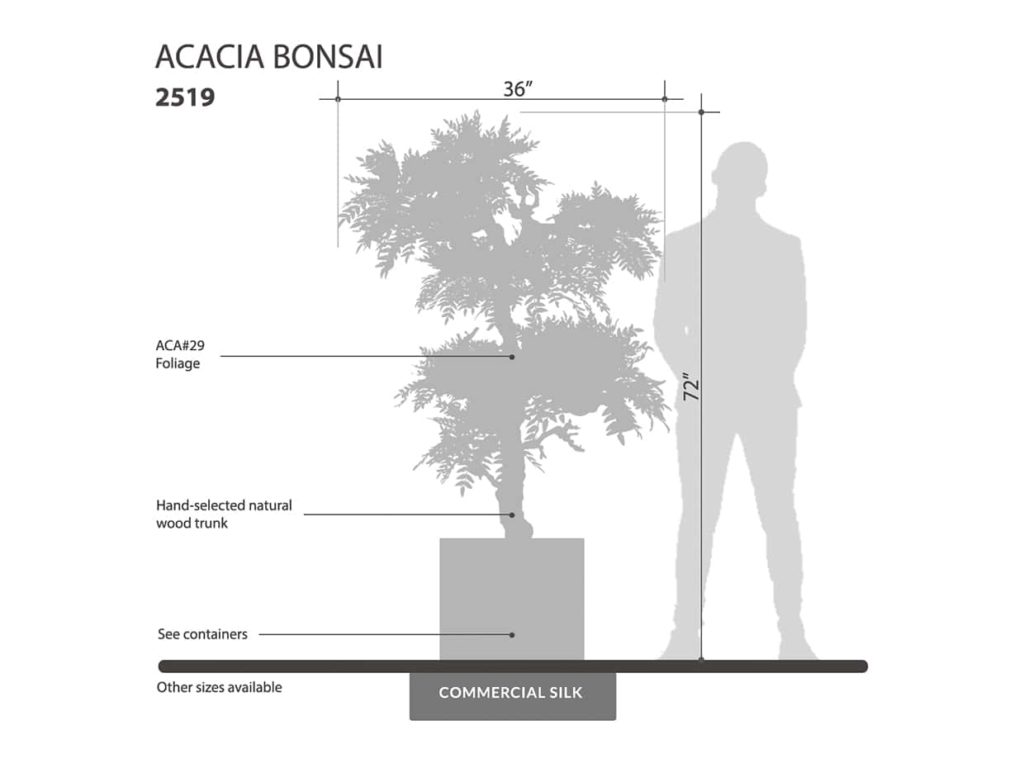 Acacia Bonsai Tree ID# 2519