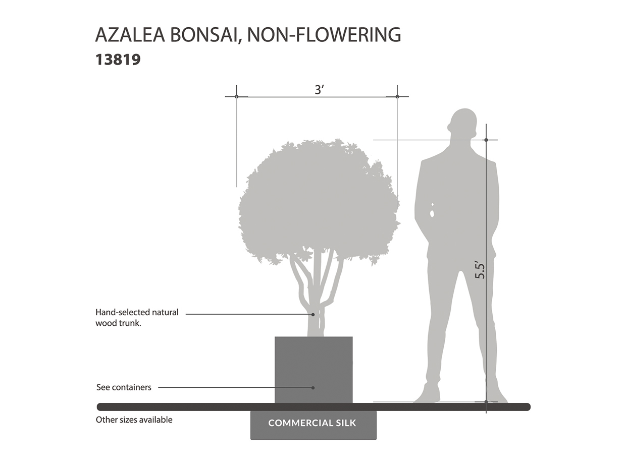 Azalea Bonsai Tree, Non-Flowering ID# 14207
