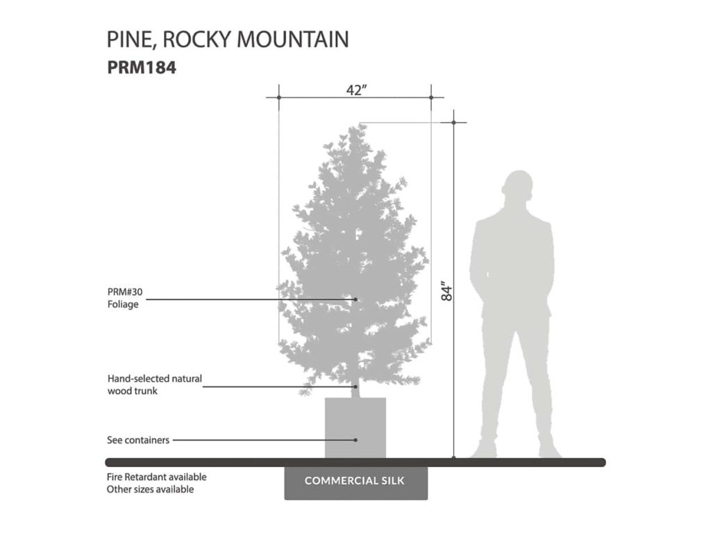 Rocky Mountain Pine Tree ID# PRM184