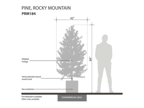 Rocky Mountain Pine Tree ID# PRM184
