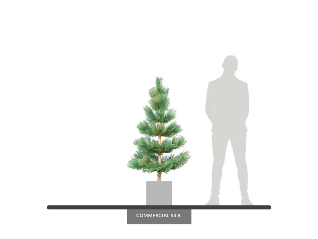 White Pine Tree, 5' ID# PWH160