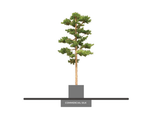 Scotch Pine Bonsai Tree ID# 14914