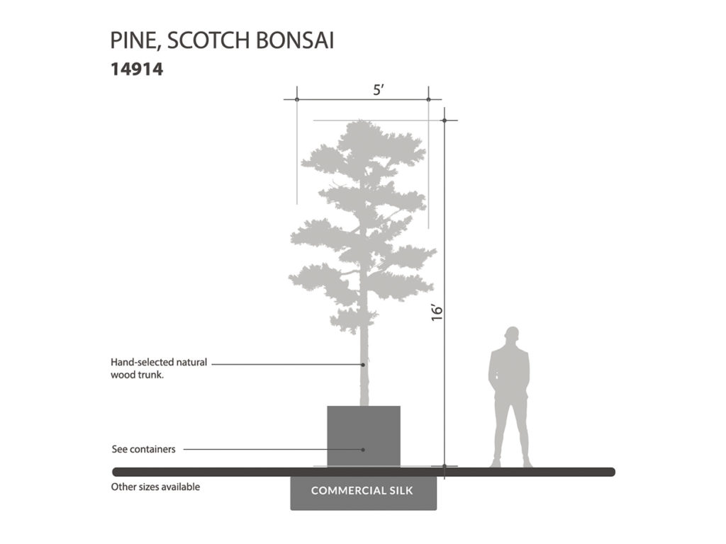 Scotch Pine Bonsai Tree ID# 14914