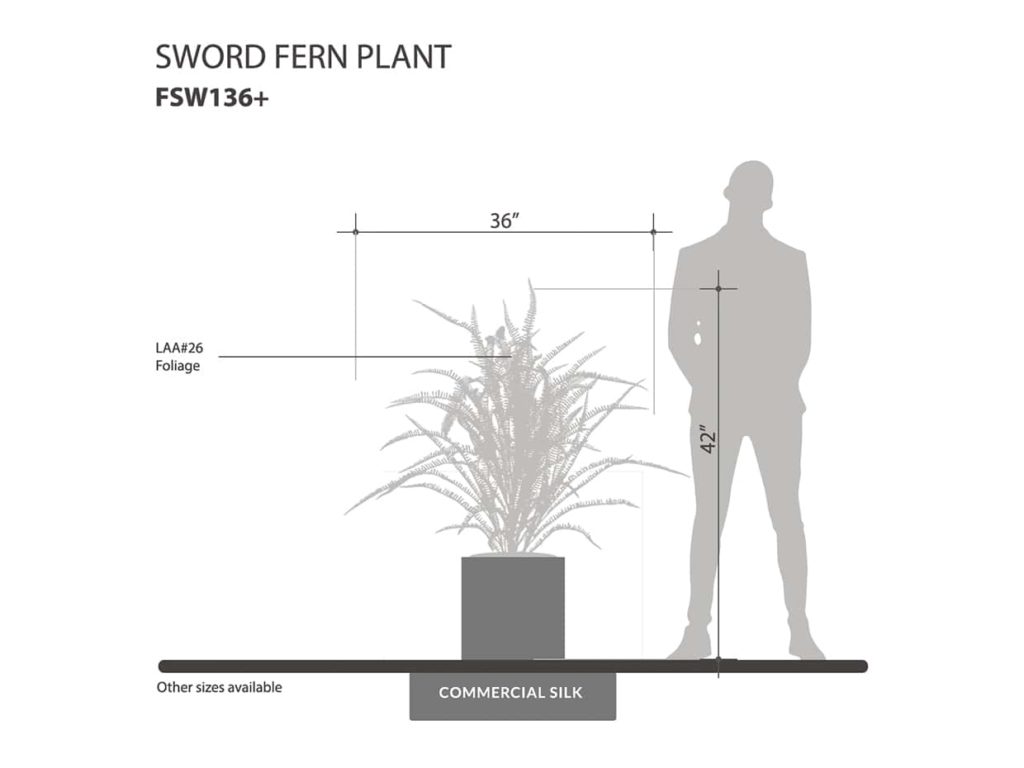 Outdoor Sword Fern Plant ID# FSW136+