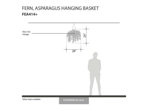 Asparagus Fern Hanging Plant ID# FEA414+