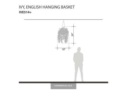 English Ivy Hanging, Hanging ID# IVE514+
