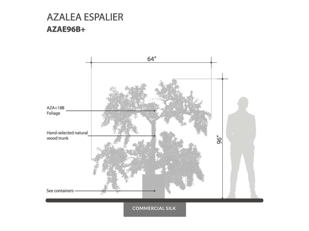 Espalier Azalea Tree, Beauty ID# AZAE96B+