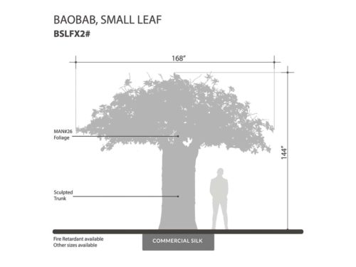 Small Leaf Baobab Tree ID# BSLFX2