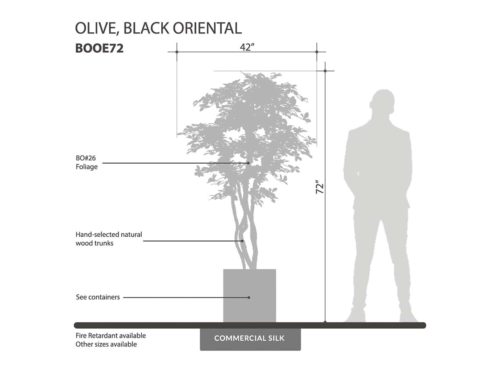 Oriental Black Olive Tree ID# BOOE72