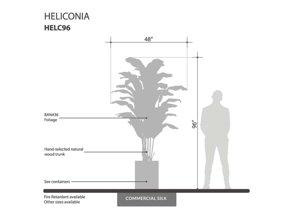 Heliconia Tree ID# HELC96