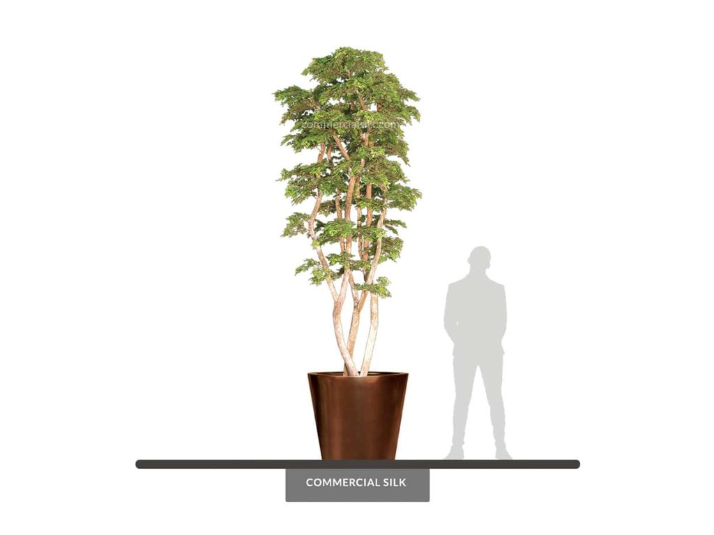 Ming Aralia Tree ID# AMCE72