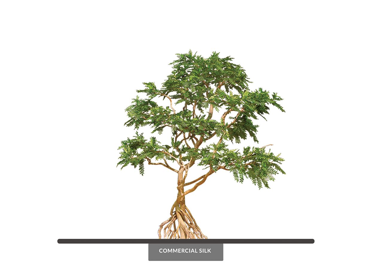 Acacia Bonsai Tree, Windswept ID# 101309