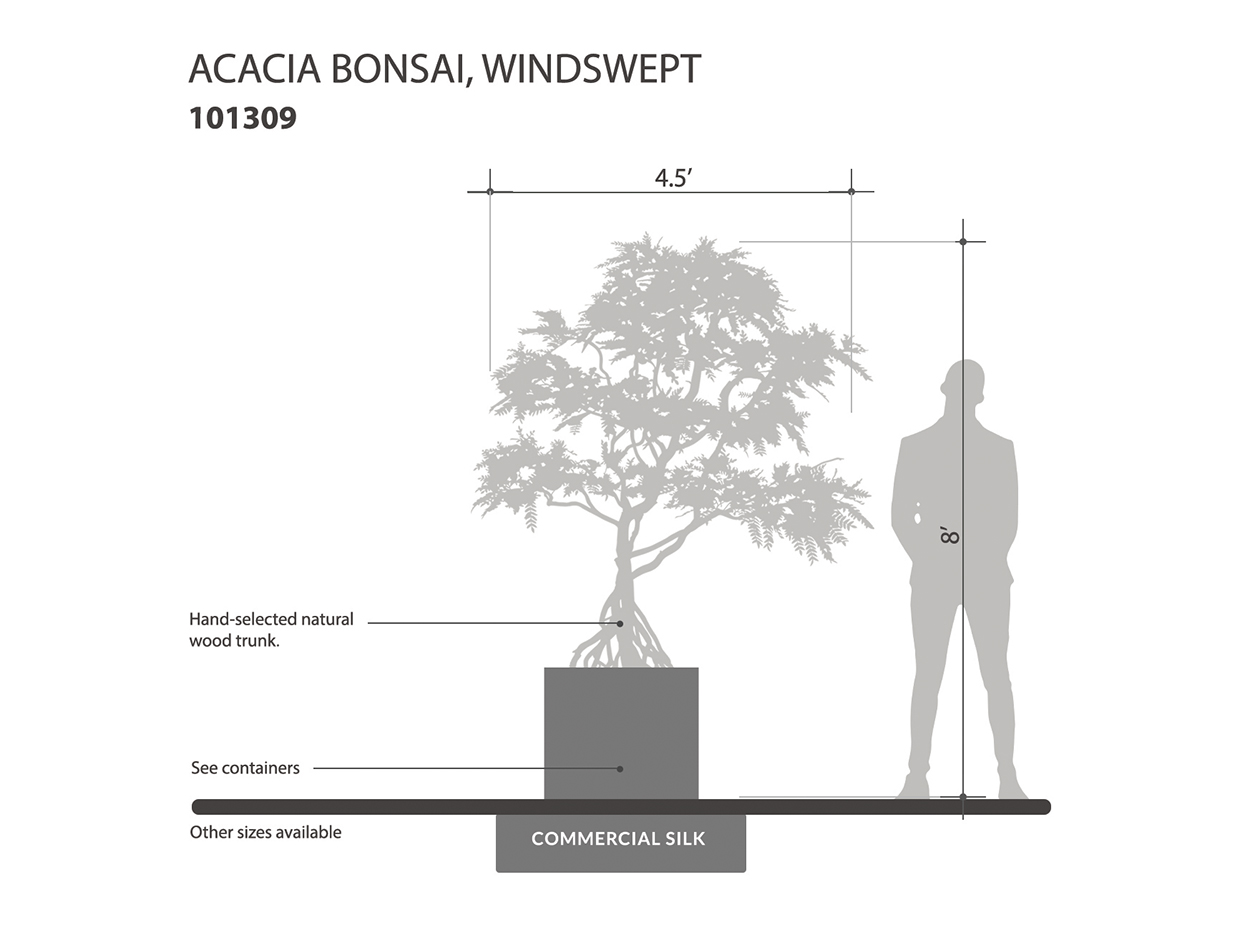 Acacia Bonsai Tree, Windswept ID# 101309