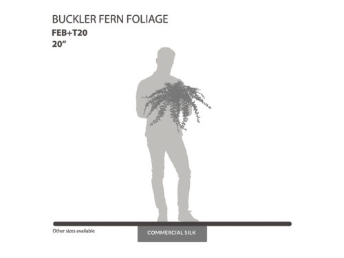 Buckler Fern Foliage ID# FEB+T20
