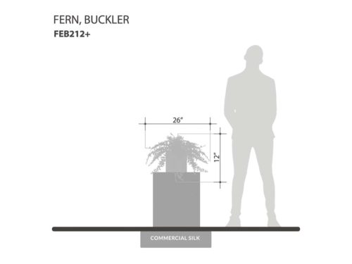 Buckler Fern Plant ID# FEB112+