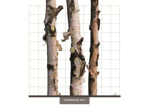 Birch Tree Poles