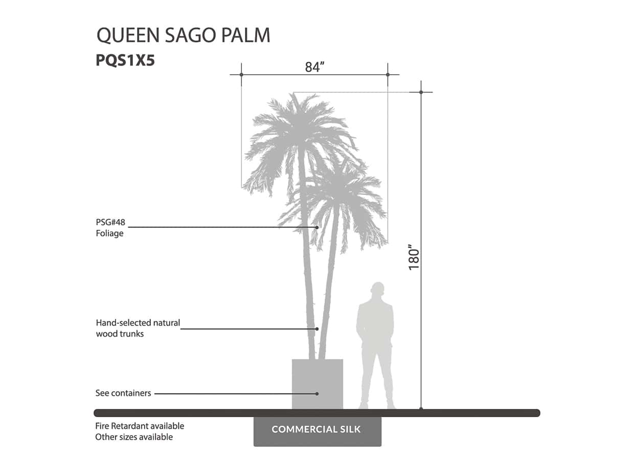 Sago Queen Palm Tree ID# PQS1X5, PQS1X1