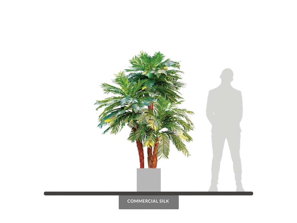 Sago Palm Tree, 7' ID# PSG384