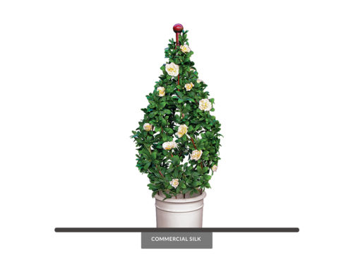 Outdoor Azalea Topiary Swirl ID# AZAS36C+