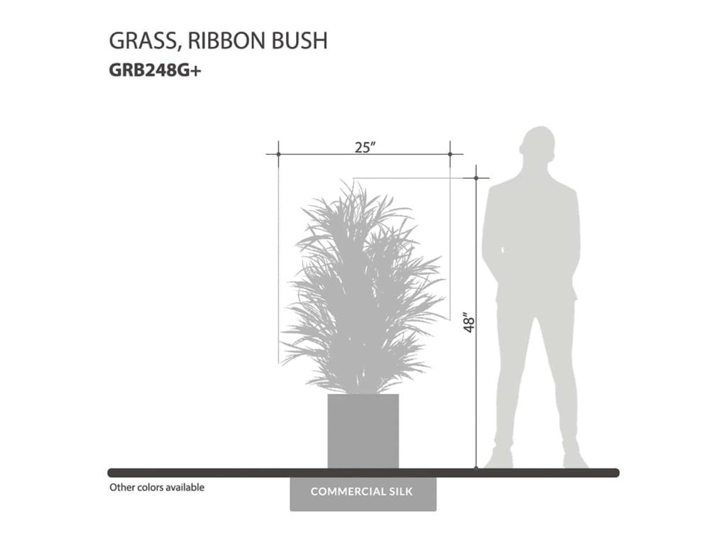 Ribbon Grass Plant ID# GRB248G+