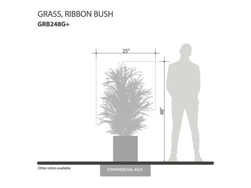 Ribbon Grass Plant ID# GRB248G+
