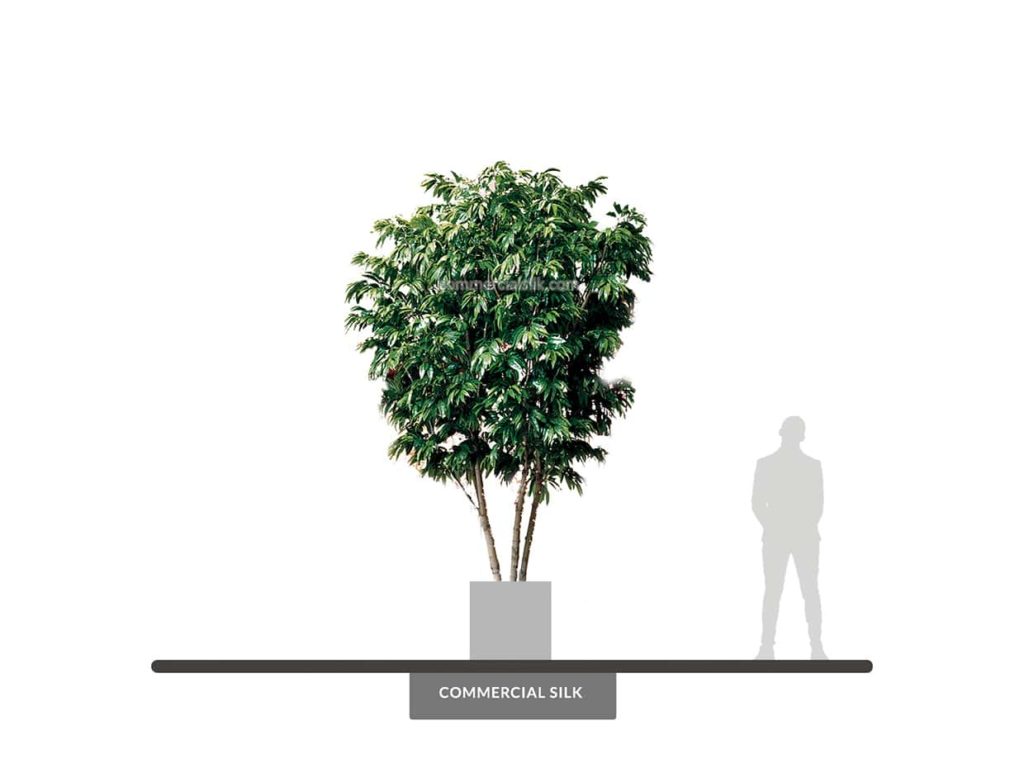 Alii Ficus Tree, 12' ID# FACMX2