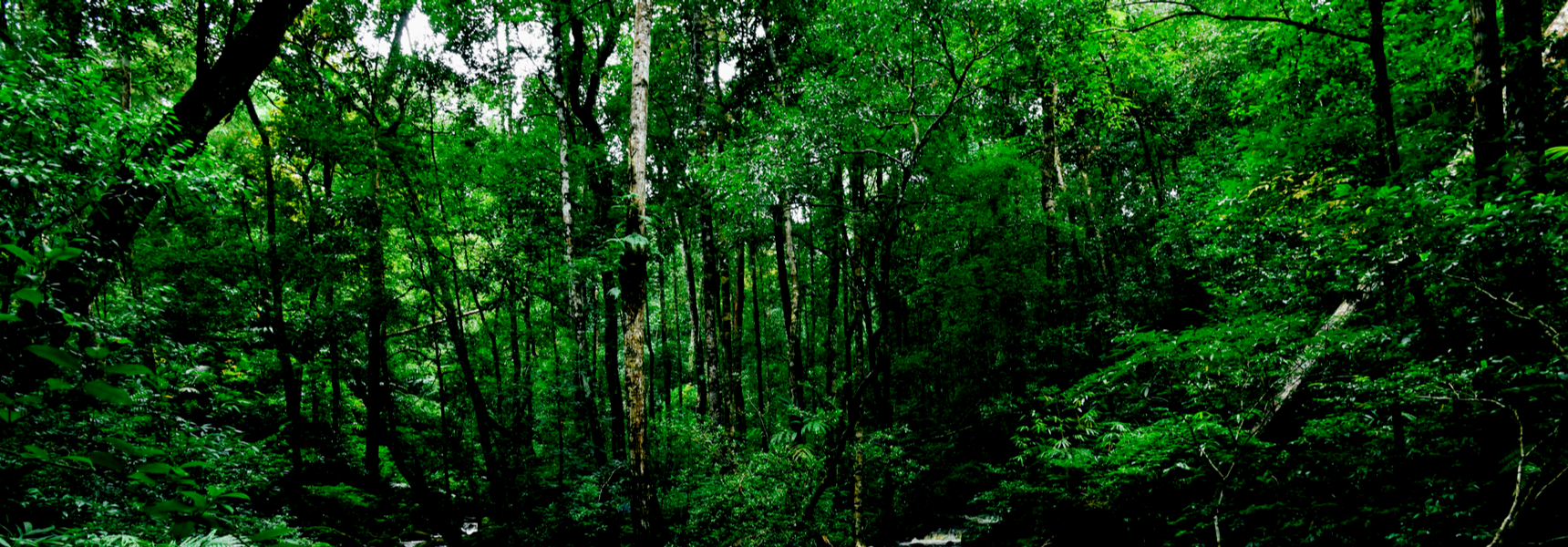 7 Outdoor Large Trees for Amazonian Theme