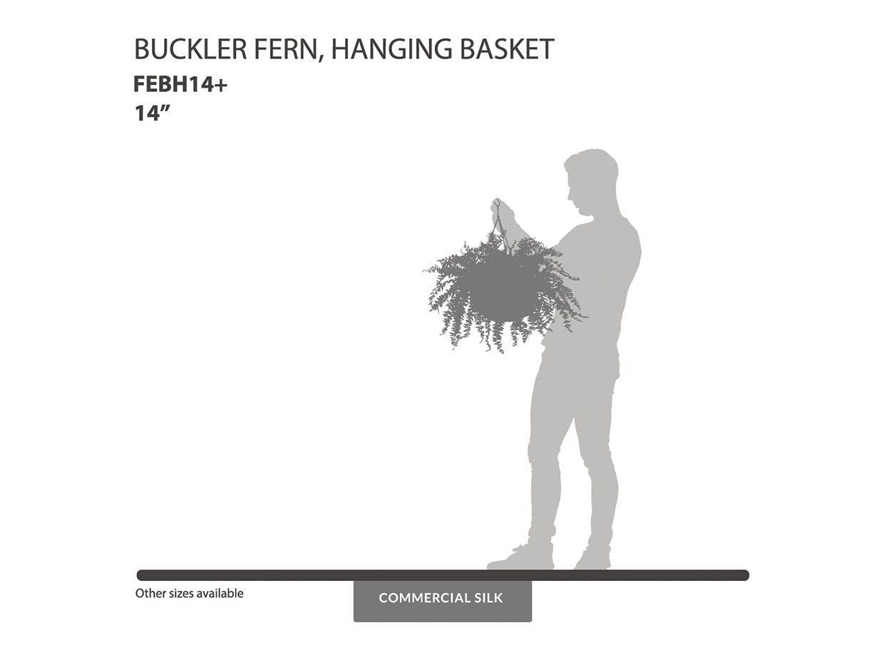 Buckler Fern Hanging, Hanging ID# FEBH14+