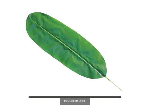 Heliconia Leaf ID# BAN#36