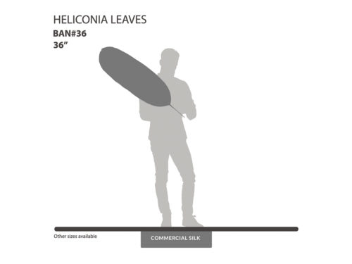 Heliconia Leaf ID# BAN#36