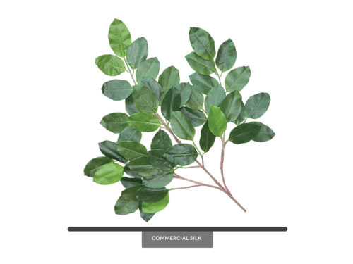 Giant Banyan Tree Foliage ID# BNY#36