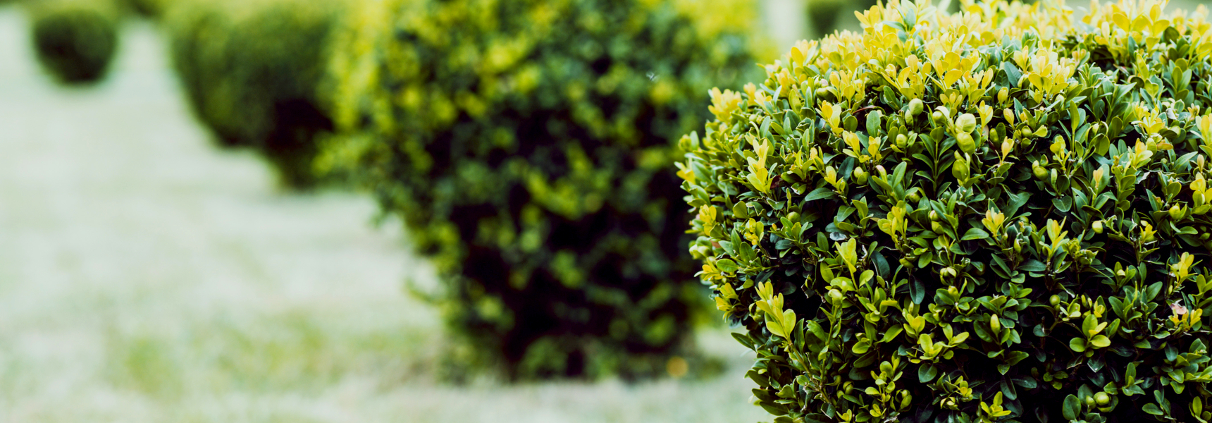 8 Boxwood Items - Enchanting And Useful