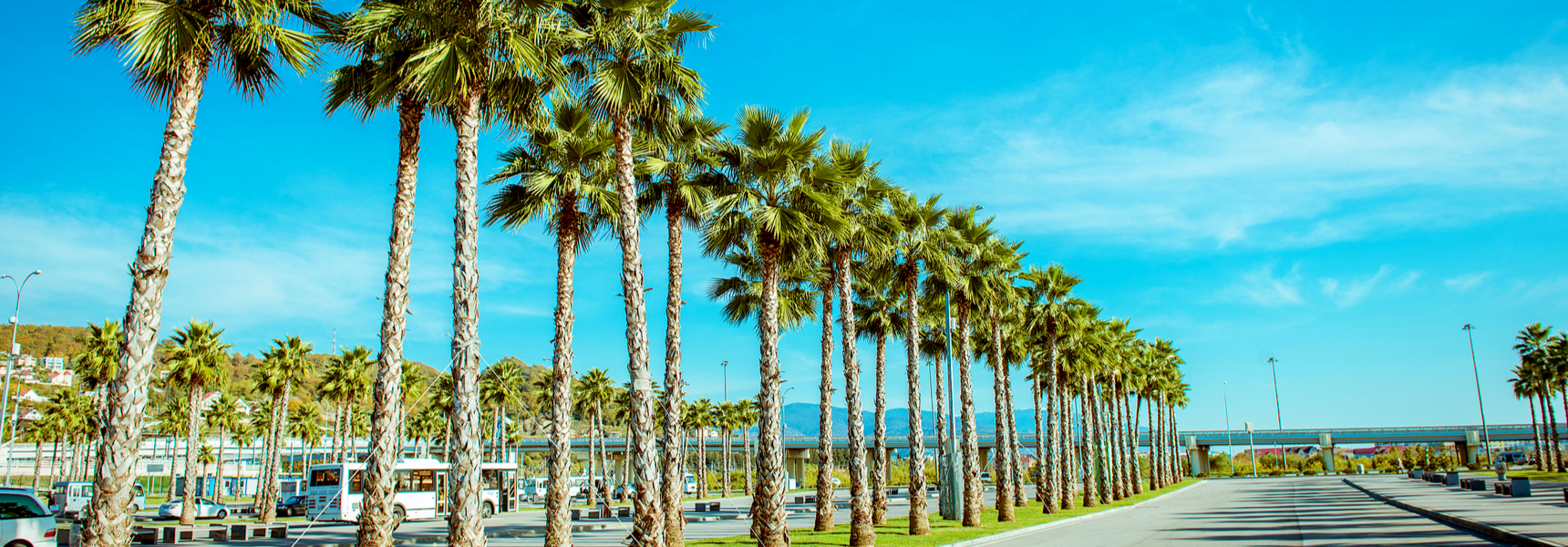 8 Landscaping Ideas With Palm Trees