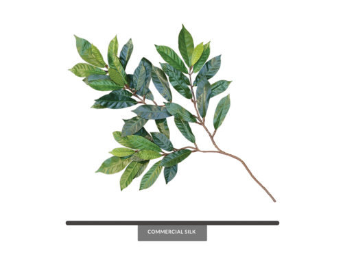 Capensia Spray ID# CA#24