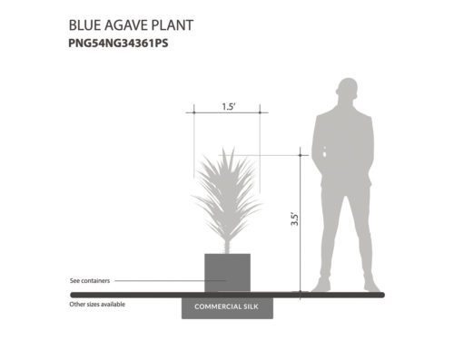 Blue Agave Bush, Burgundy ID# PNG54NG34361PS