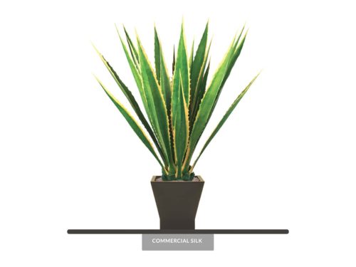 Giant Agave Variegated Plant ID# PEYNG123053PS