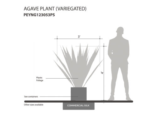 Giant Agave Variegated Plant ID# PEYNG123053PS