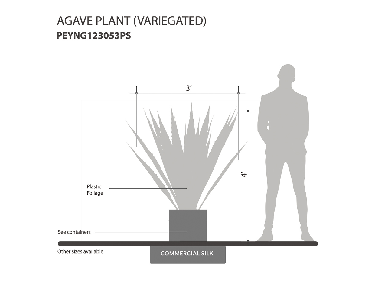 Giant Agave Variegated Plant ID# PEYNG123053PS