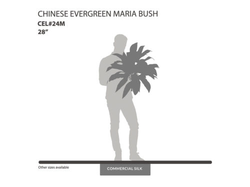 Chinese Evergreen Maria Bush ID# CEL#24M