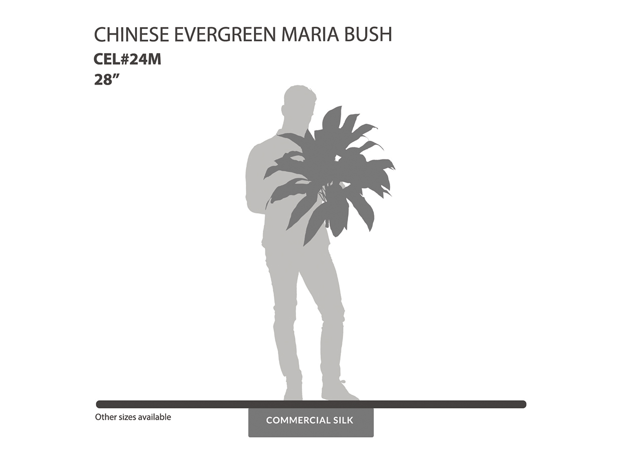 Chinese Evergreen Maria Bush ID# CEL#24M