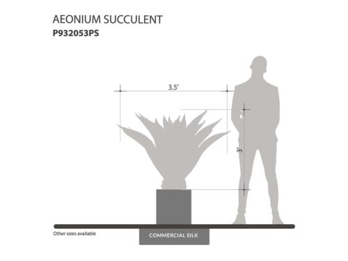 Aeonium Succulent Plant ID# P932053PS