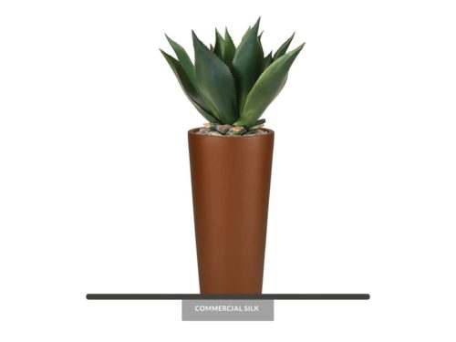 Agave Cactus Plant ID# P513651PS