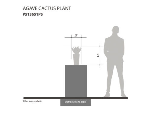 Agave Cactus Plant ID# P513651PS