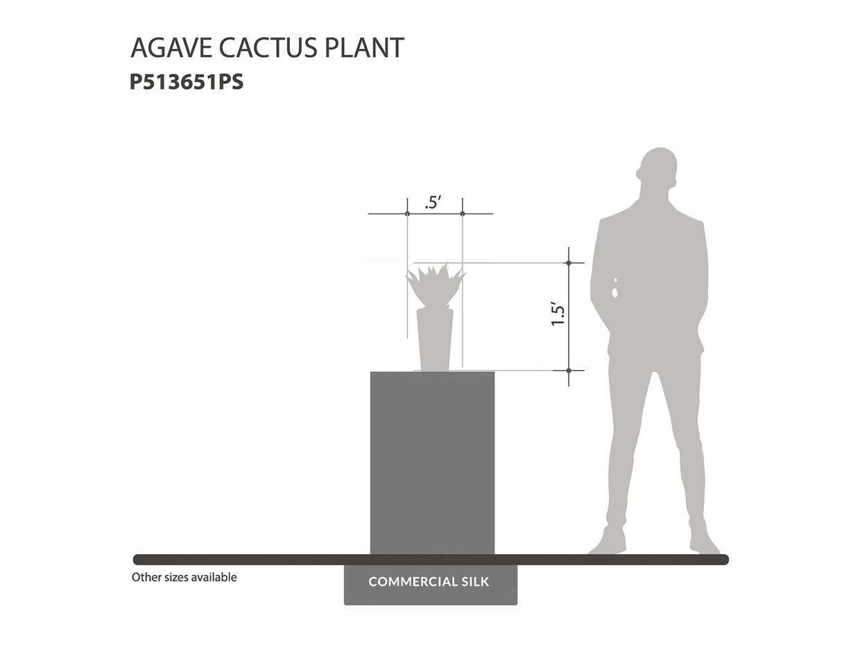 Agave Cactus Plant ID# P513651PS