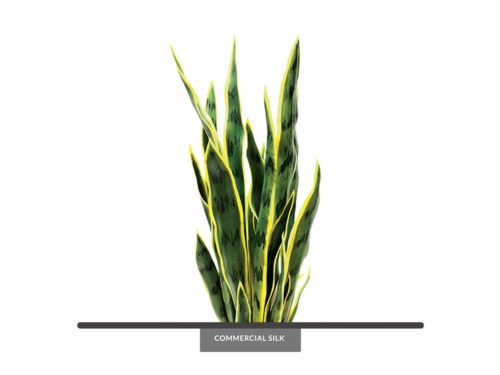 Sansevieria Plant ID# PEYNG32751PS