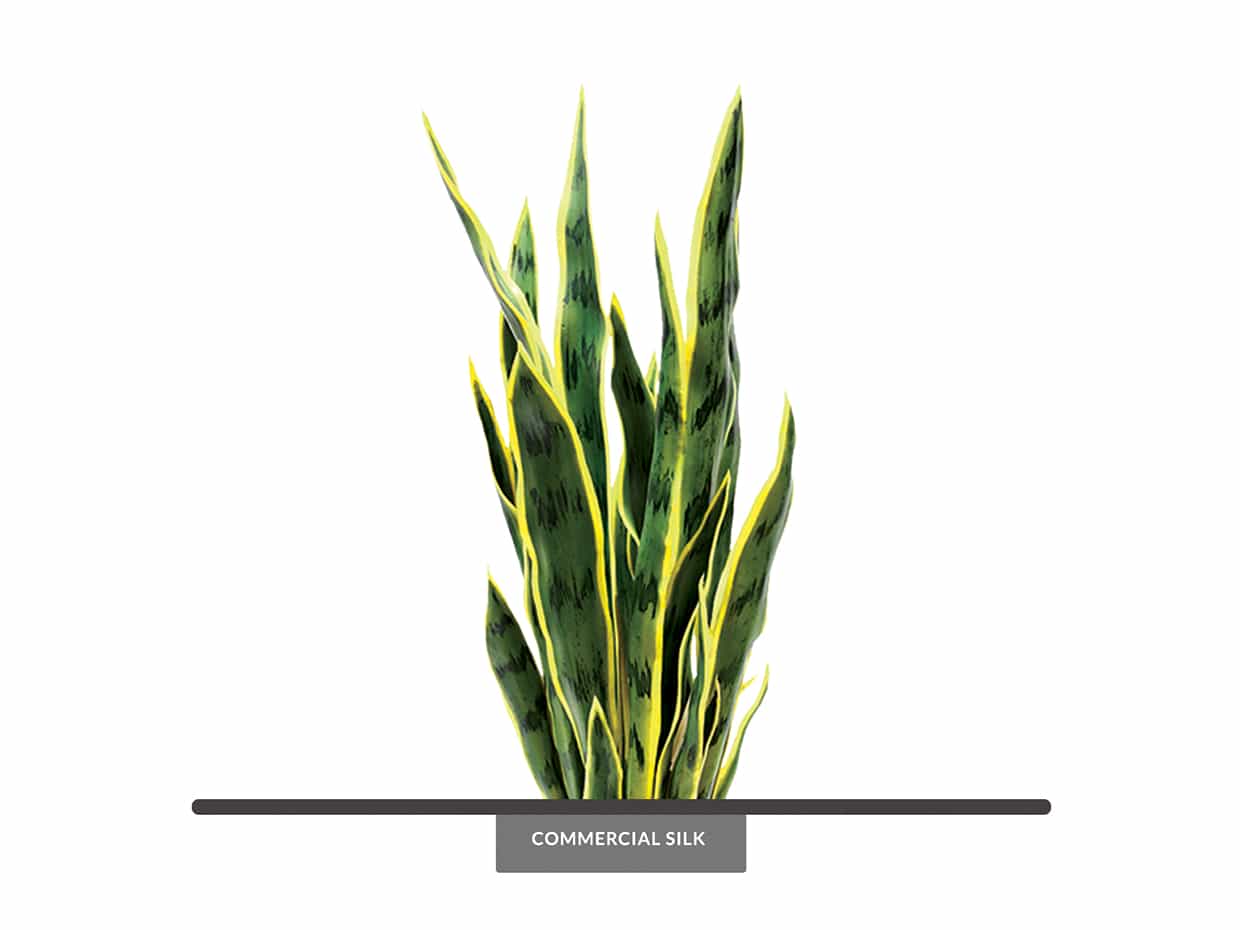 Variegated Sansevieria Plant
