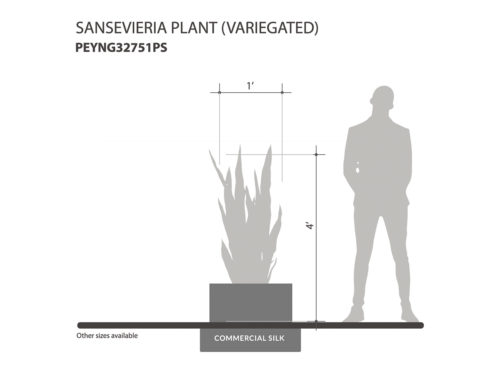 Sansevieria Plant ID# PEYNG32751PS